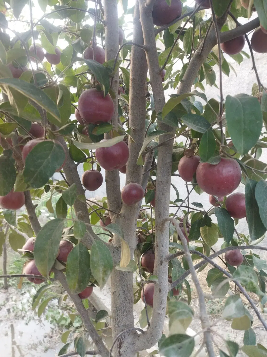 باغچه‌‌نزدیک‌.سراه‌فردوسی‌تومجتمع.