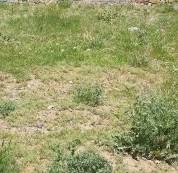 زمین ۲۴۰ متر نقد و معاوضه