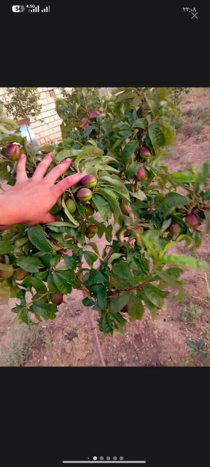 باغ در محدوده بیلوردی