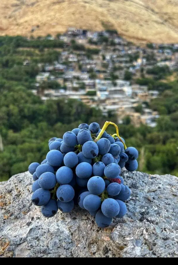 اجاره زمین کشاورزی