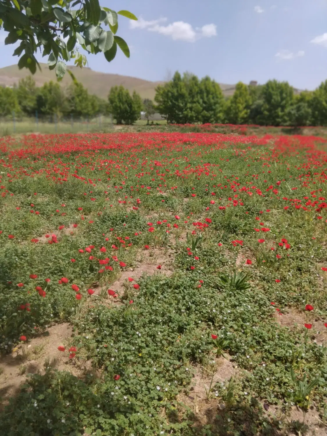 زمین رشتقون