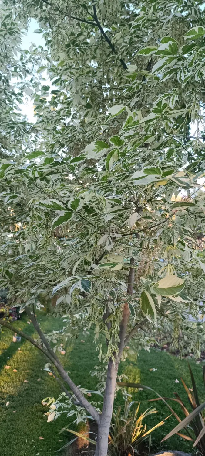 خریدار ویلا در کوهسار و معاوضه با هیوندای النترا