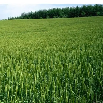 فروش زمین کشاورزی