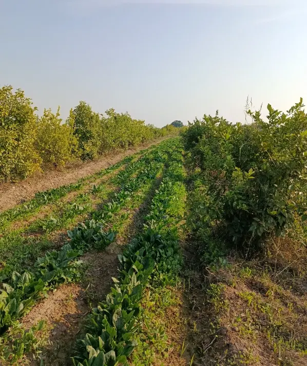 باغچه 650 متری