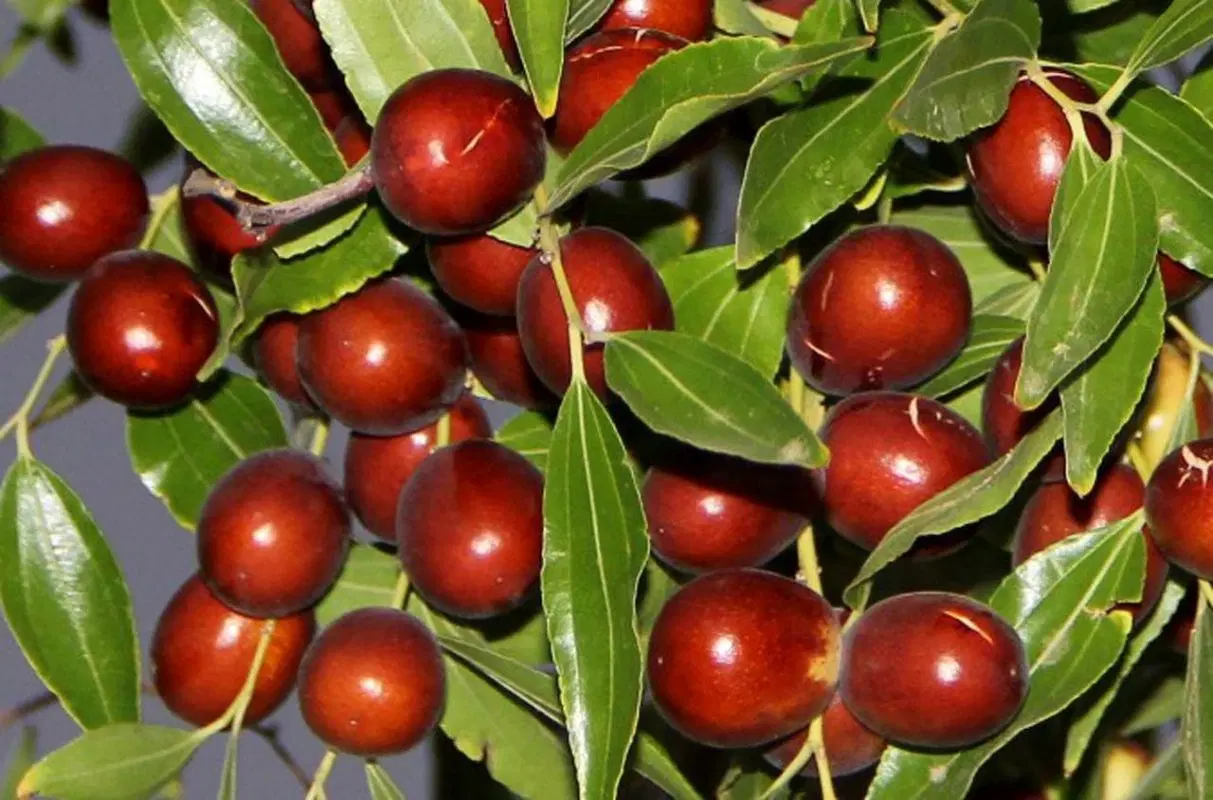 زمین باغ فروشی محمدیه