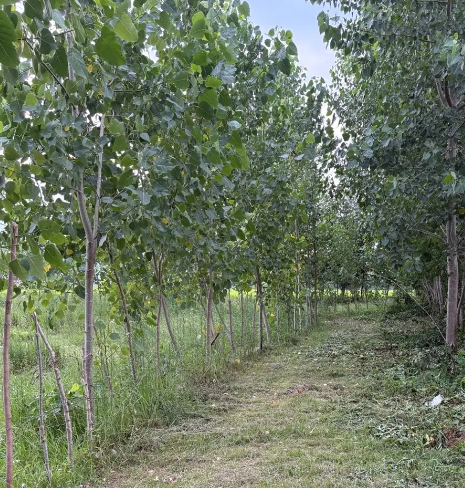 356متر زمین مسکونی با پروانه ساخت، ویلای دوبلکس