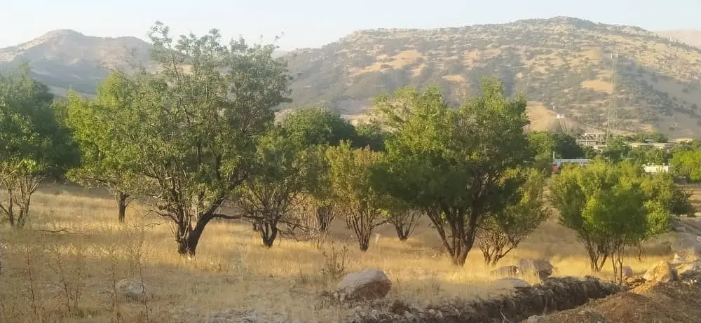 فروش زمین مسکونی قطعه 1000متری روستای وزگ
