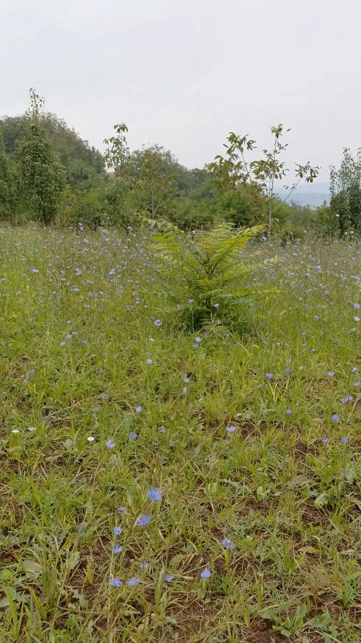 فروش زمین فوری زیر قیمت در روستای علویکلا