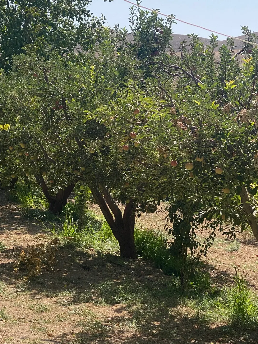 زمین