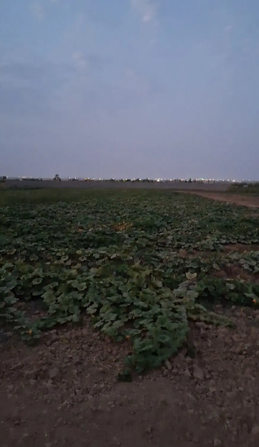 زمین باغی گاوخانه