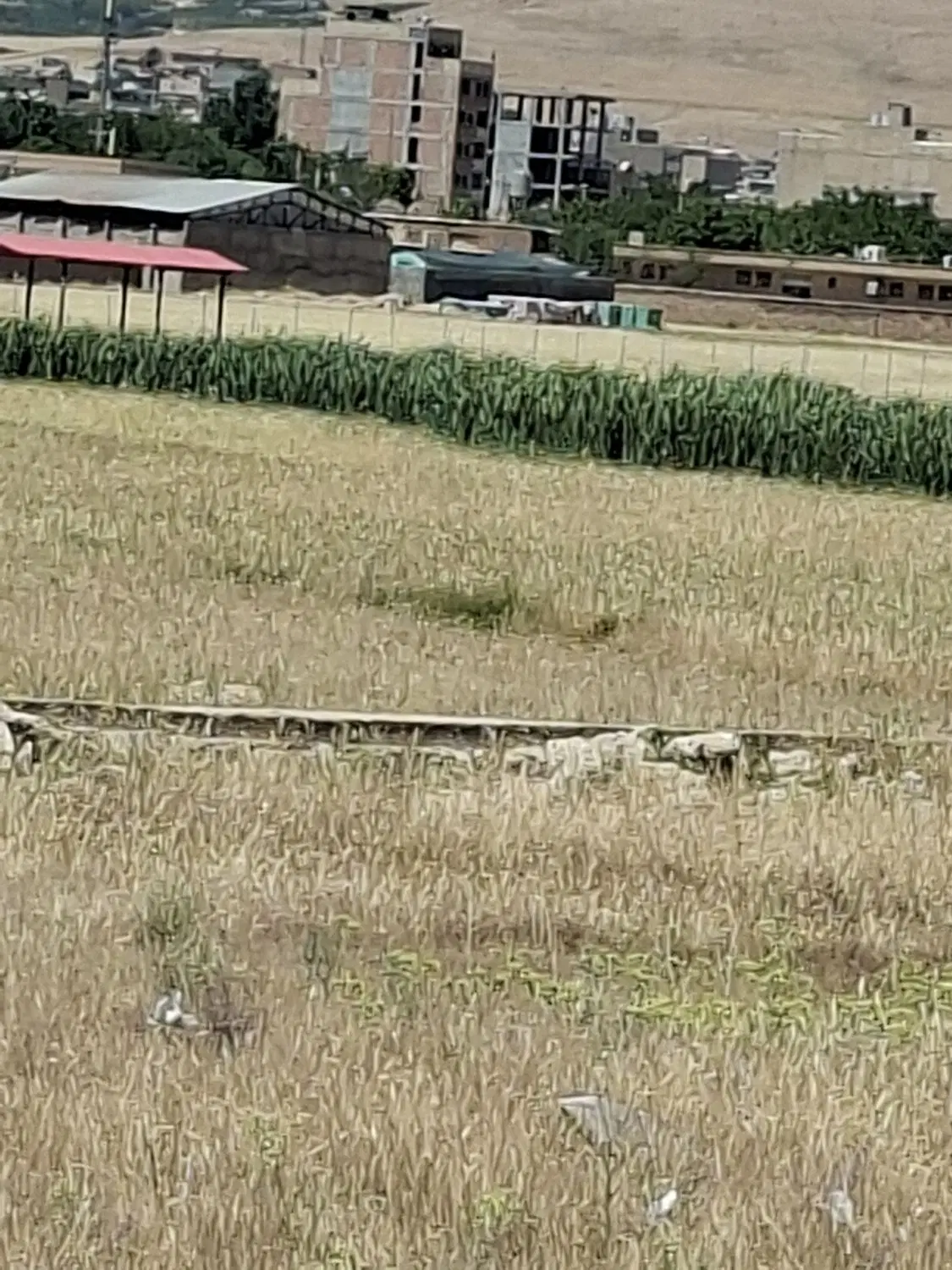 زمین ۵۰۰ متری
