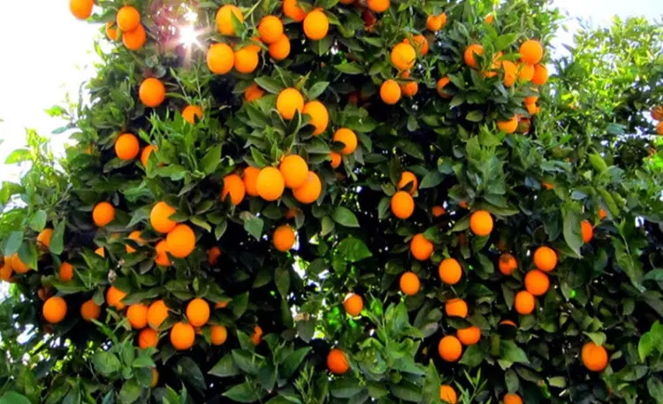 فروش زمین مسکونی