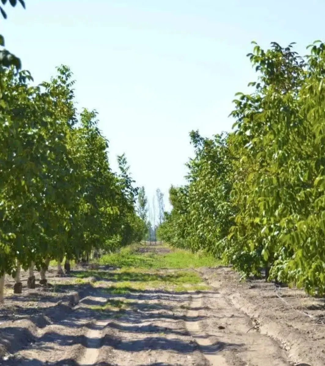 زمین وباغچه