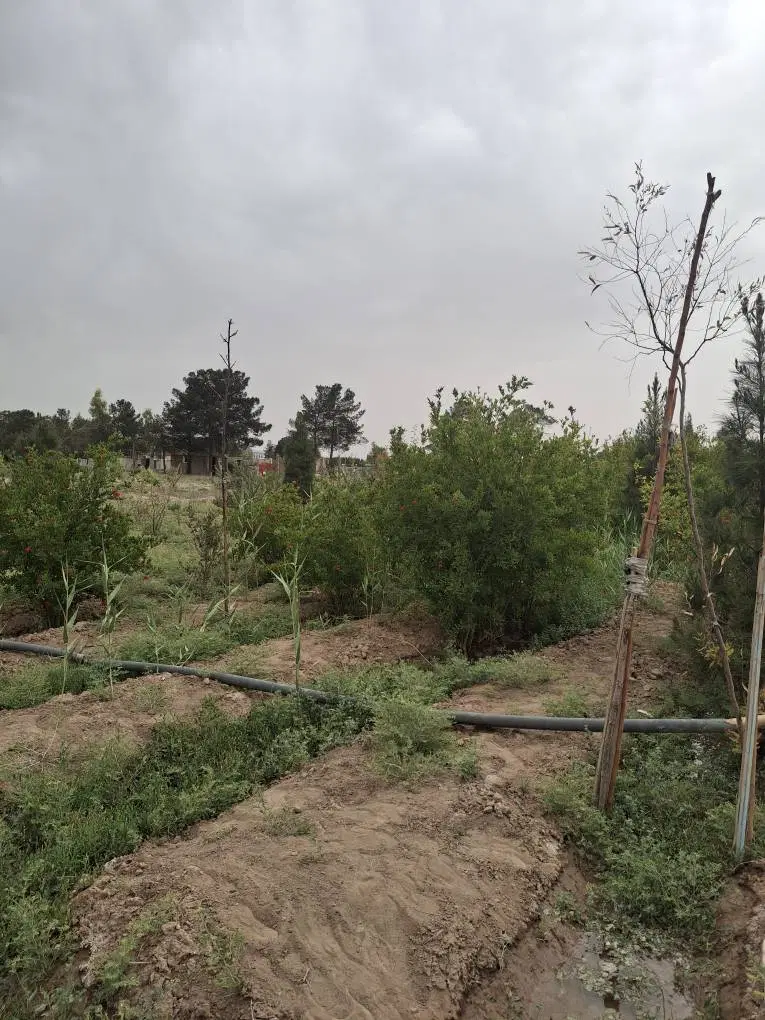 باغچه ۵۰۰ متری
