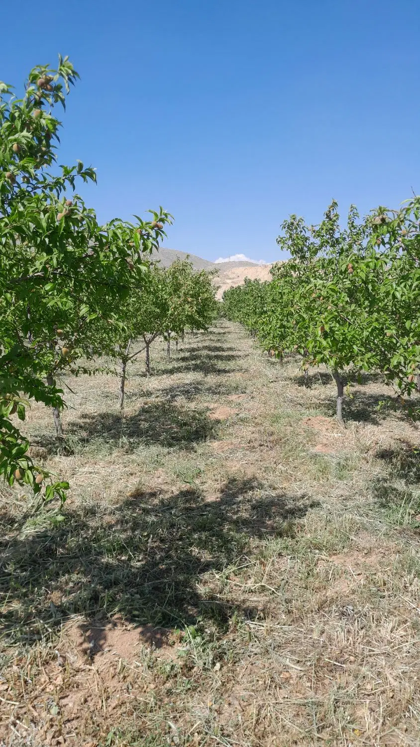 باغ ینگه قلعه
