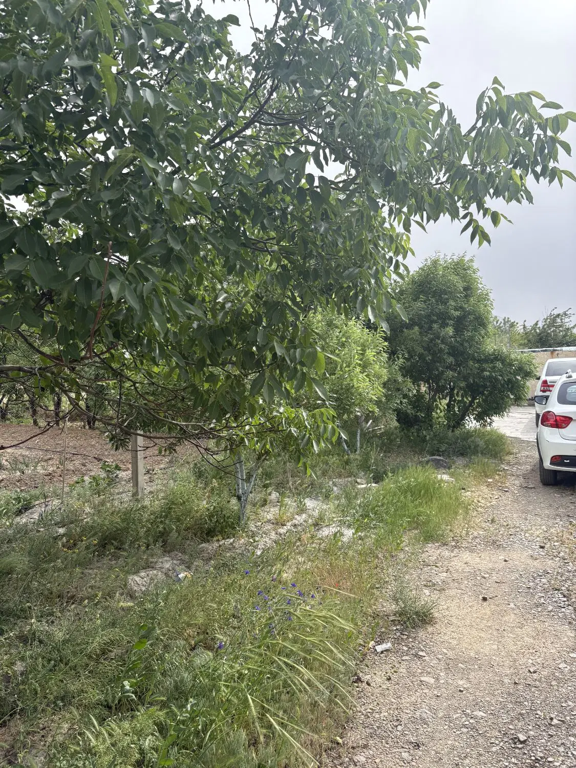 خانه باغ ۱۱۵۰ متری اسختردار