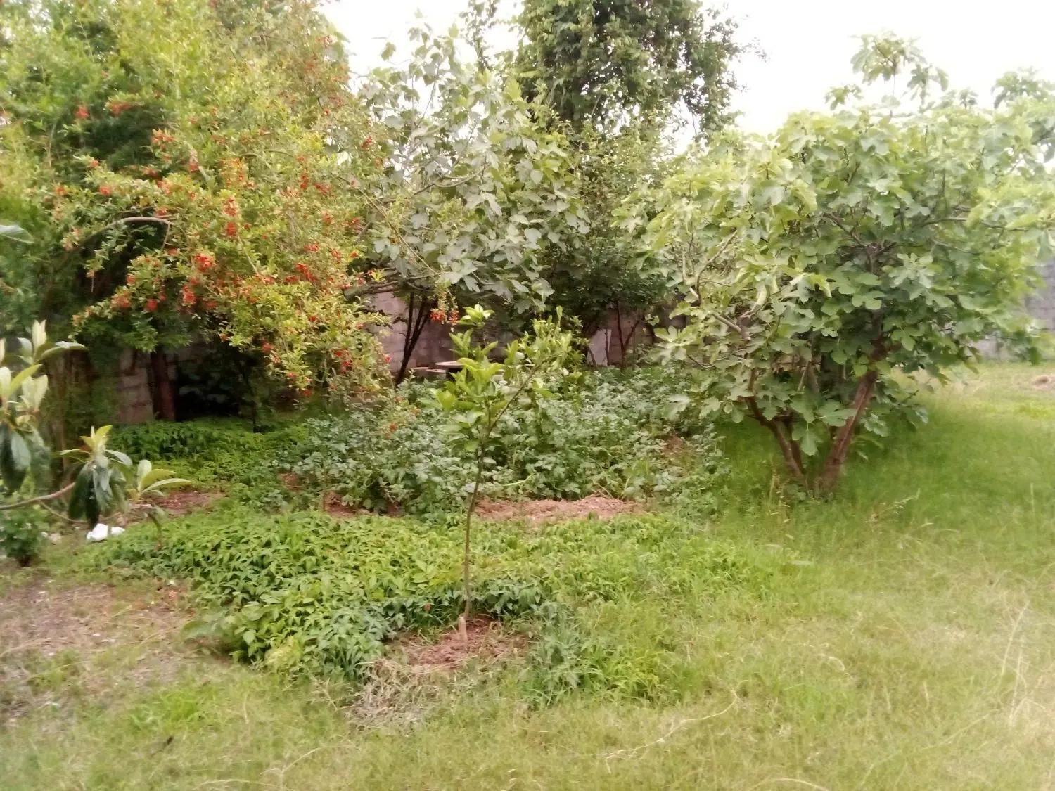 زمین با امتیاز آب و گاز و برق