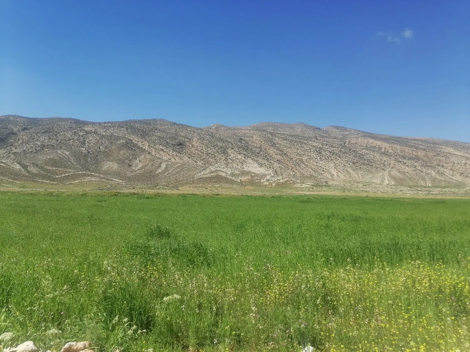 زمین کشاورزی با سند تک برگ
