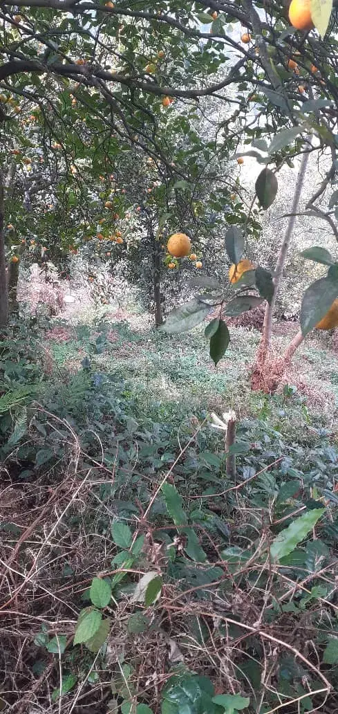 زمین کشاورزی باغی پرتقال لب جاده فرعی