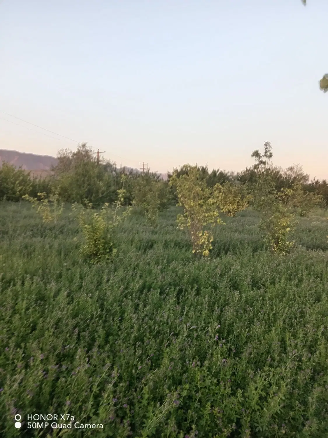 باغ ویلا راین