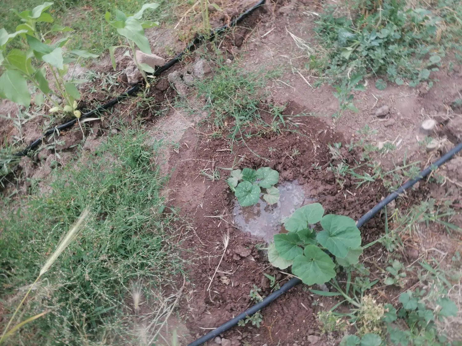 باغ 1500 متری در روستای تازه اباد