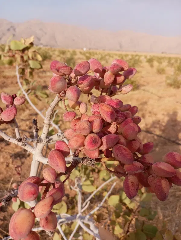 زمین باغی