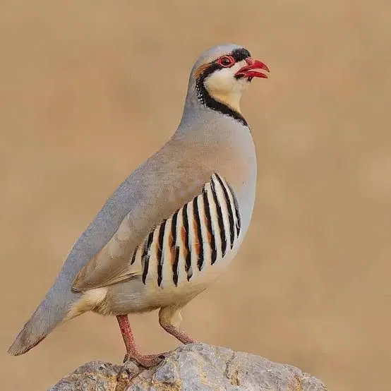زمین بردگپی