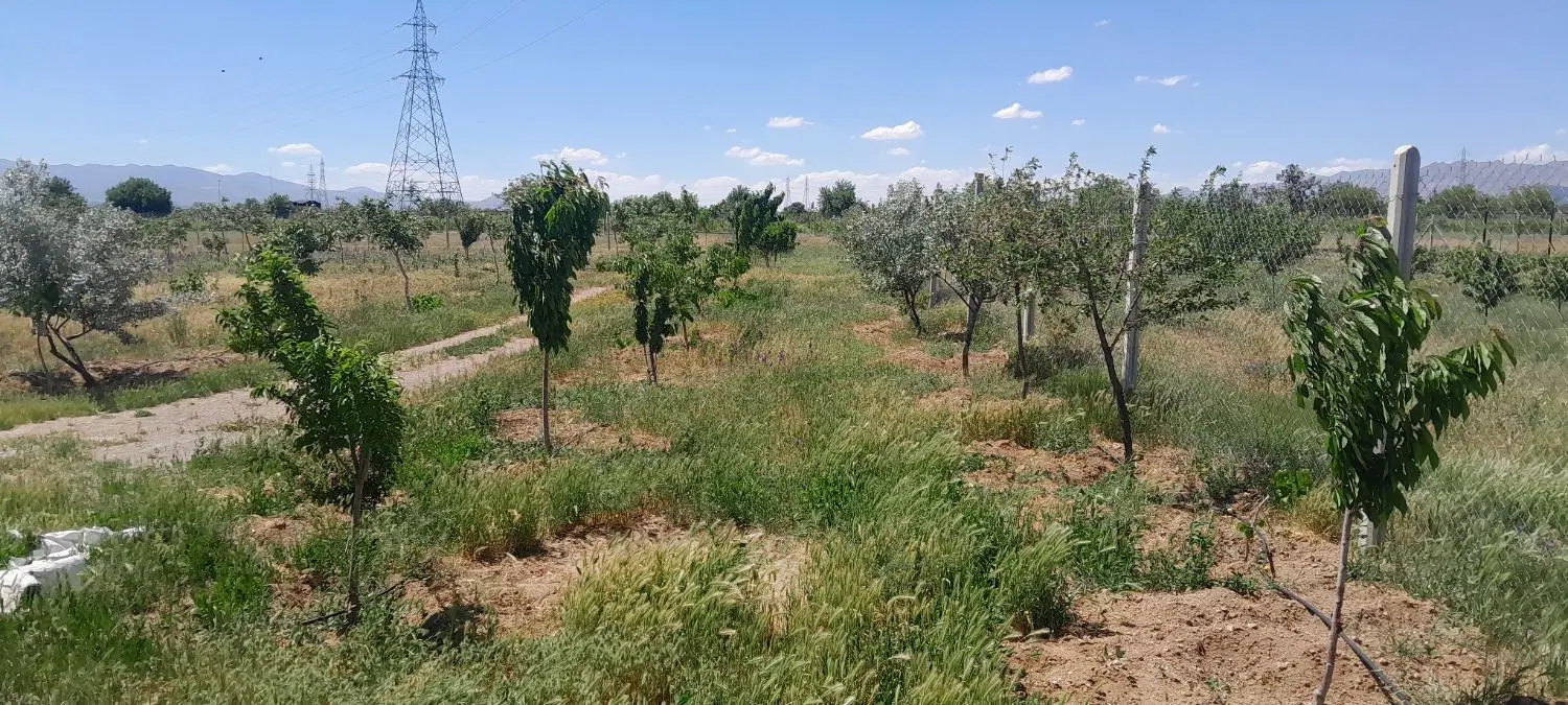 زمین باغی در ابهر