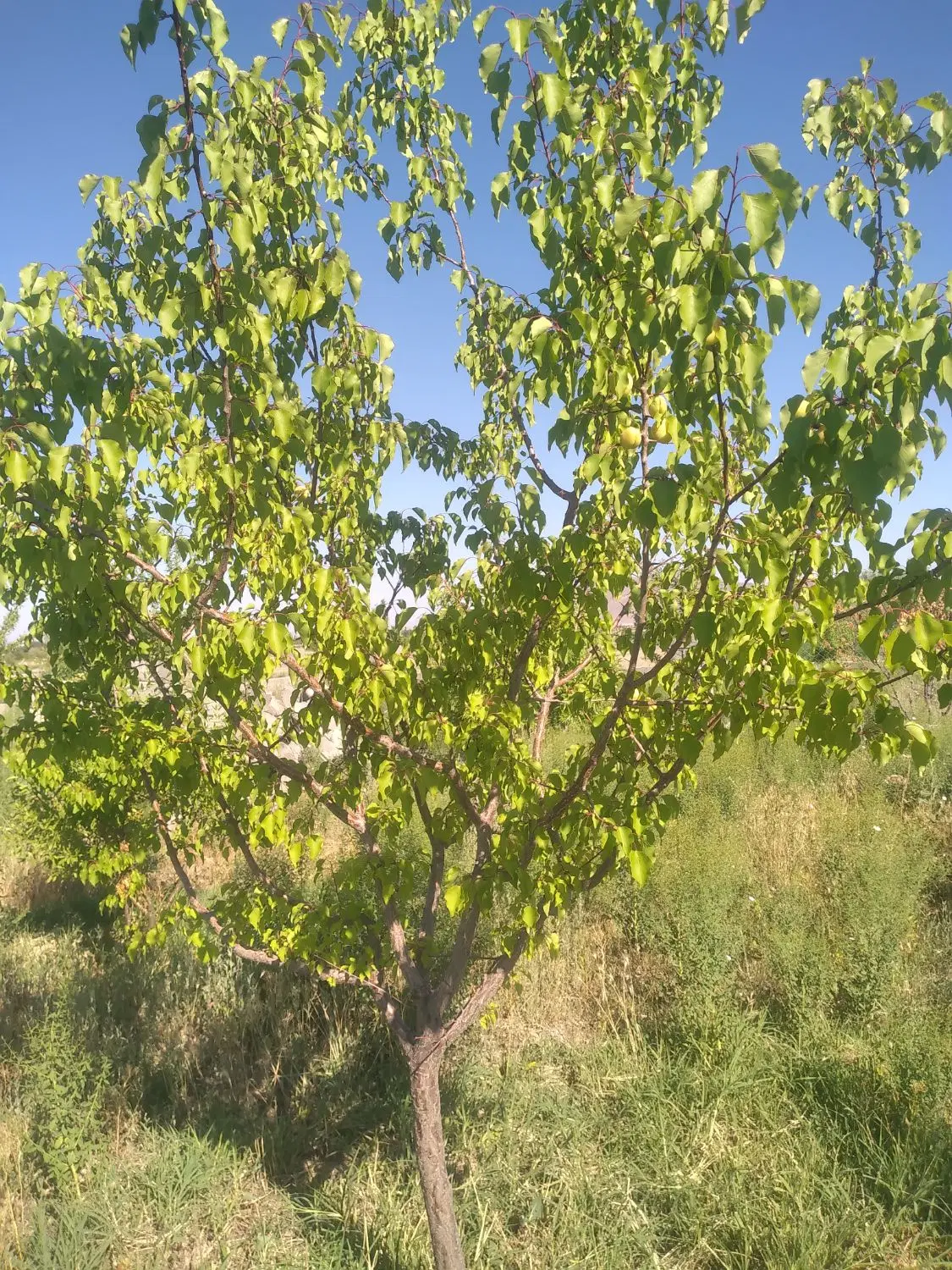 باغ ۷۰۰ متر در نزدیک مرند