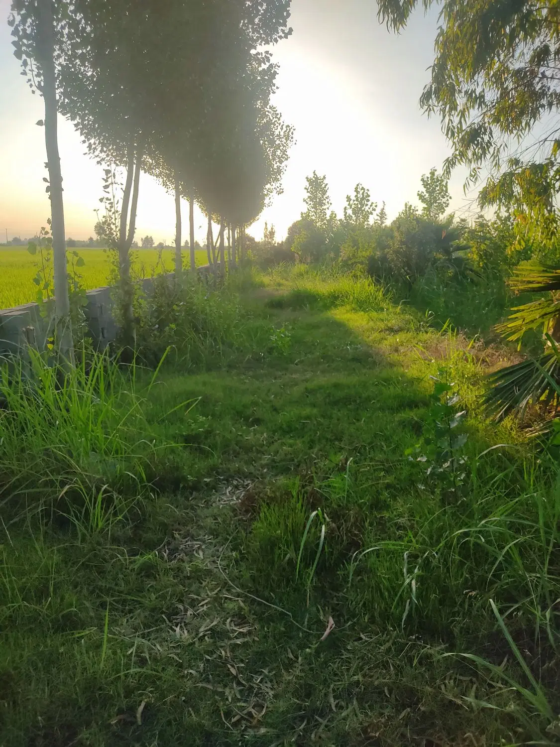 زمین باغ ویلایی با امکانات (محمودآباد شمال)