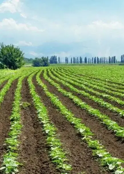 زمین کشاورزی نقده میرآباد