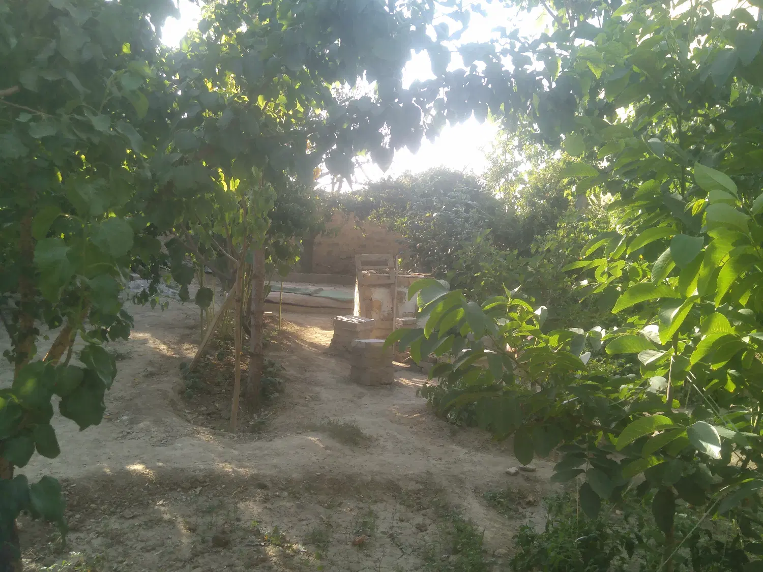باغچه داخل روستا
