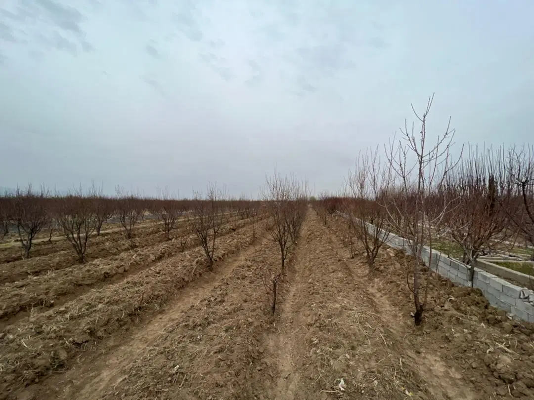 باغ میوه ۱۵ ساله کرج