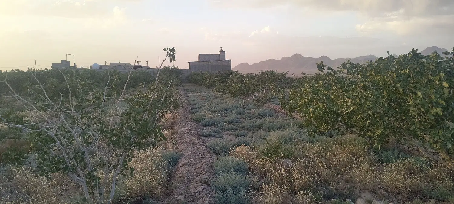 زمین