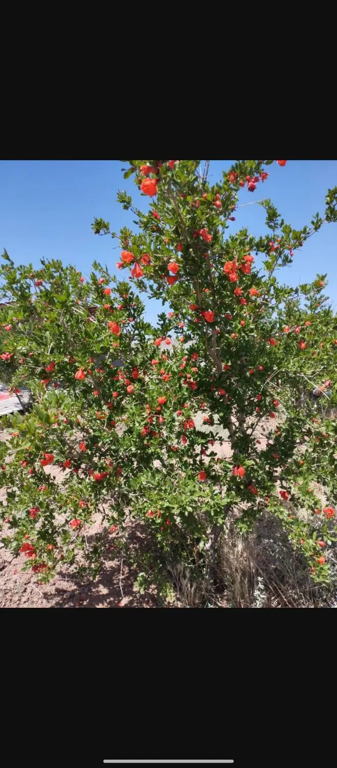 باغ پسته،انار،اخترآباد