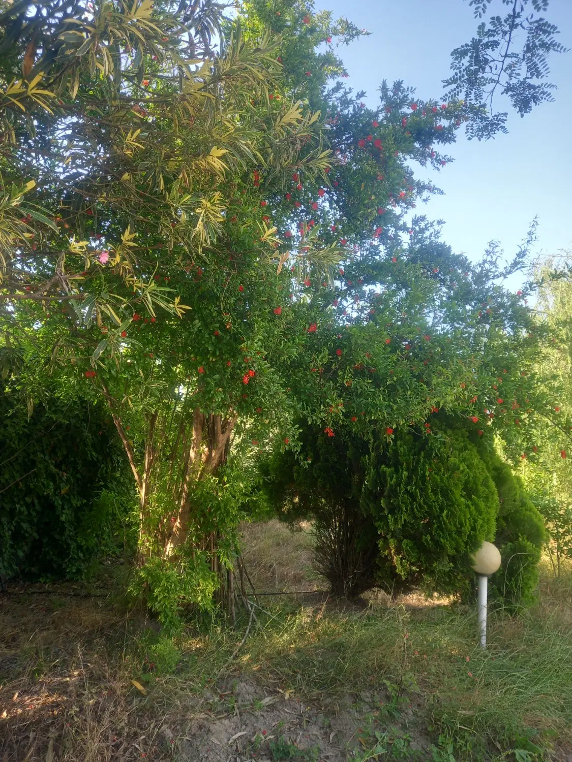 ۱۰۰۰متر زمین محصور قلفتی آمل اوجی آباد (مالک)