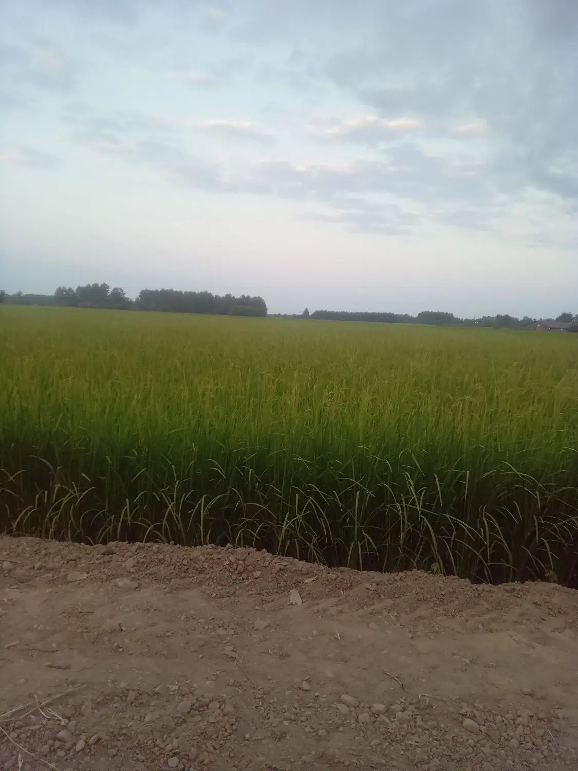 زمین کشاورزی روستای آقاسیدیغقوب