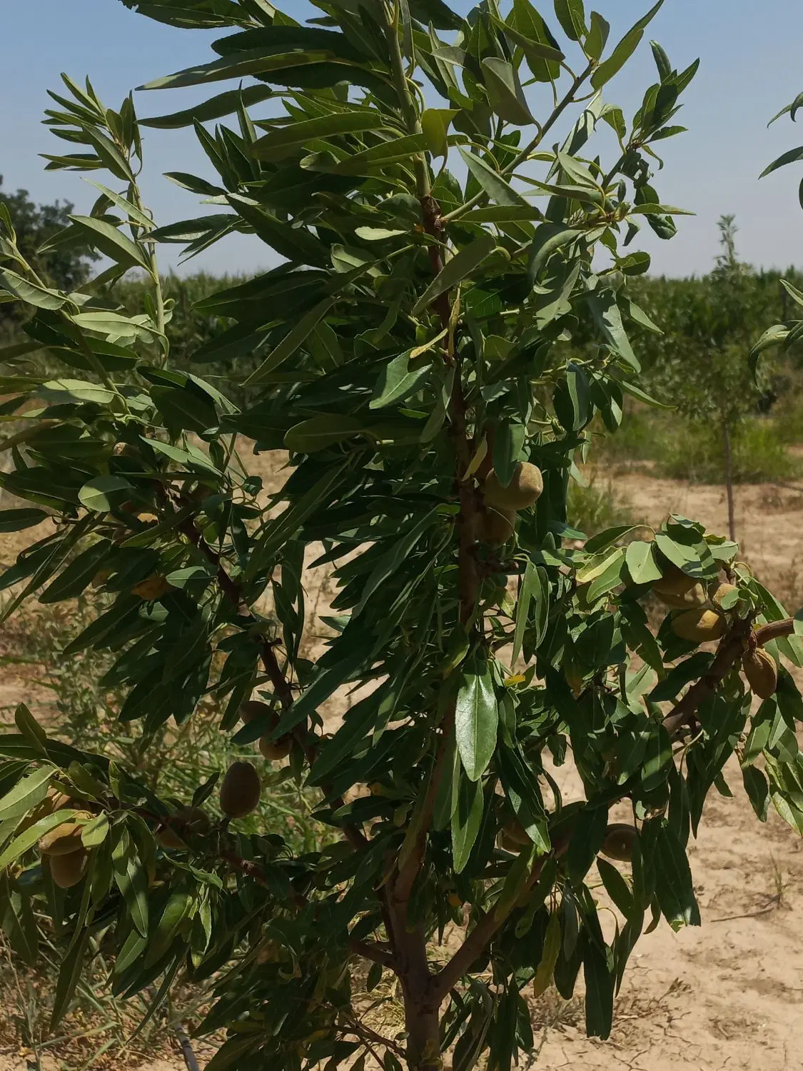 باغ بادام ۳۰۰۰ متری