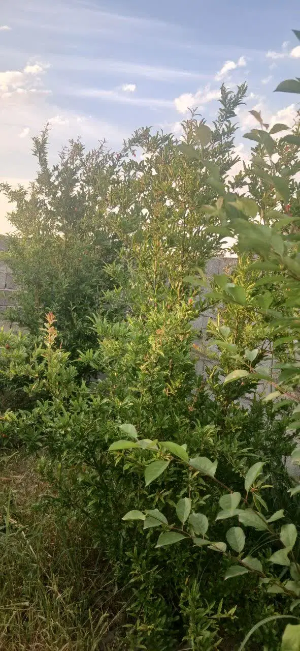 روستای سرسبز و زیبای والش آباد
