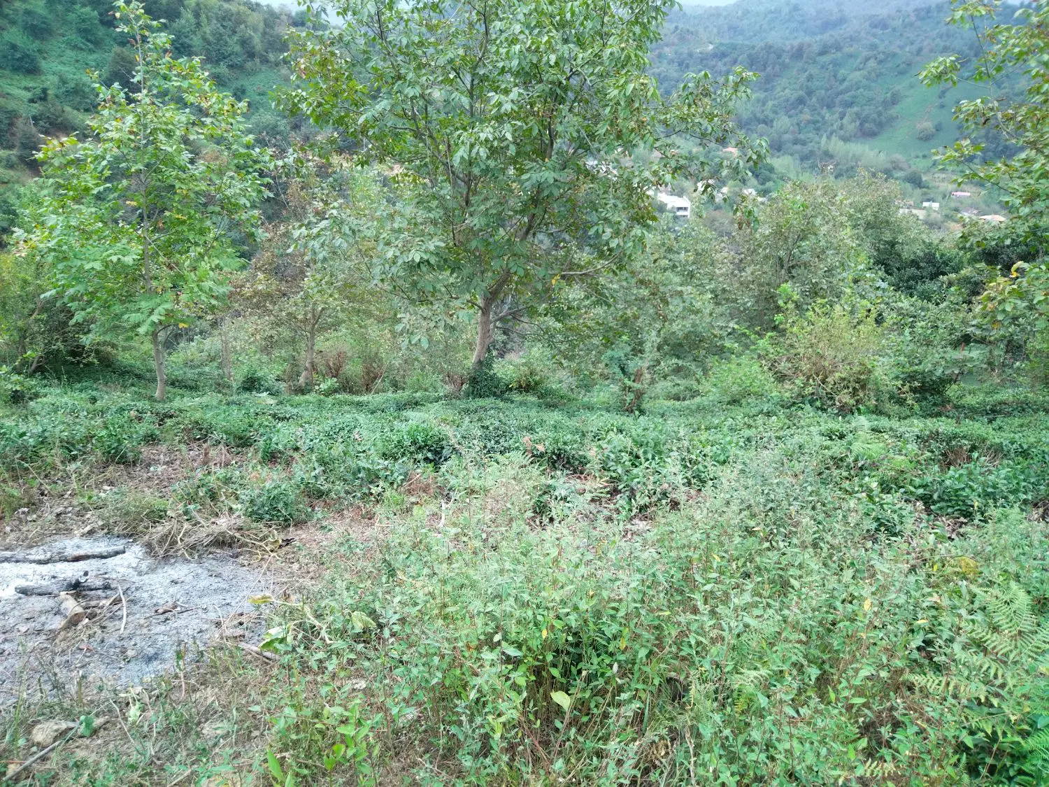 فروش زمین
