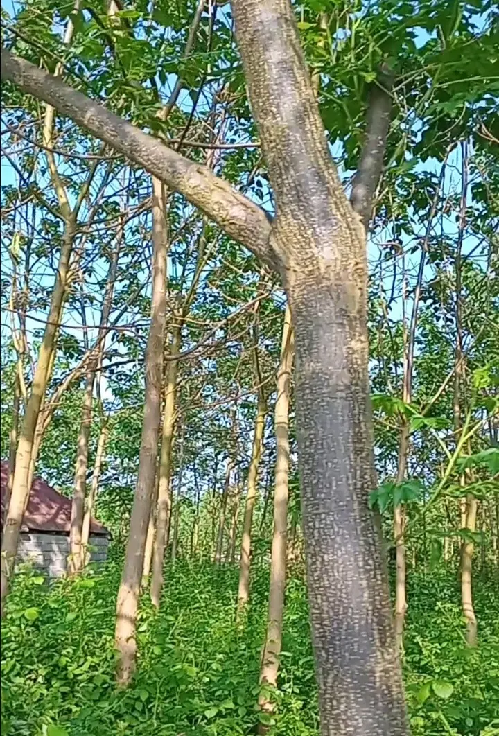 زمین
