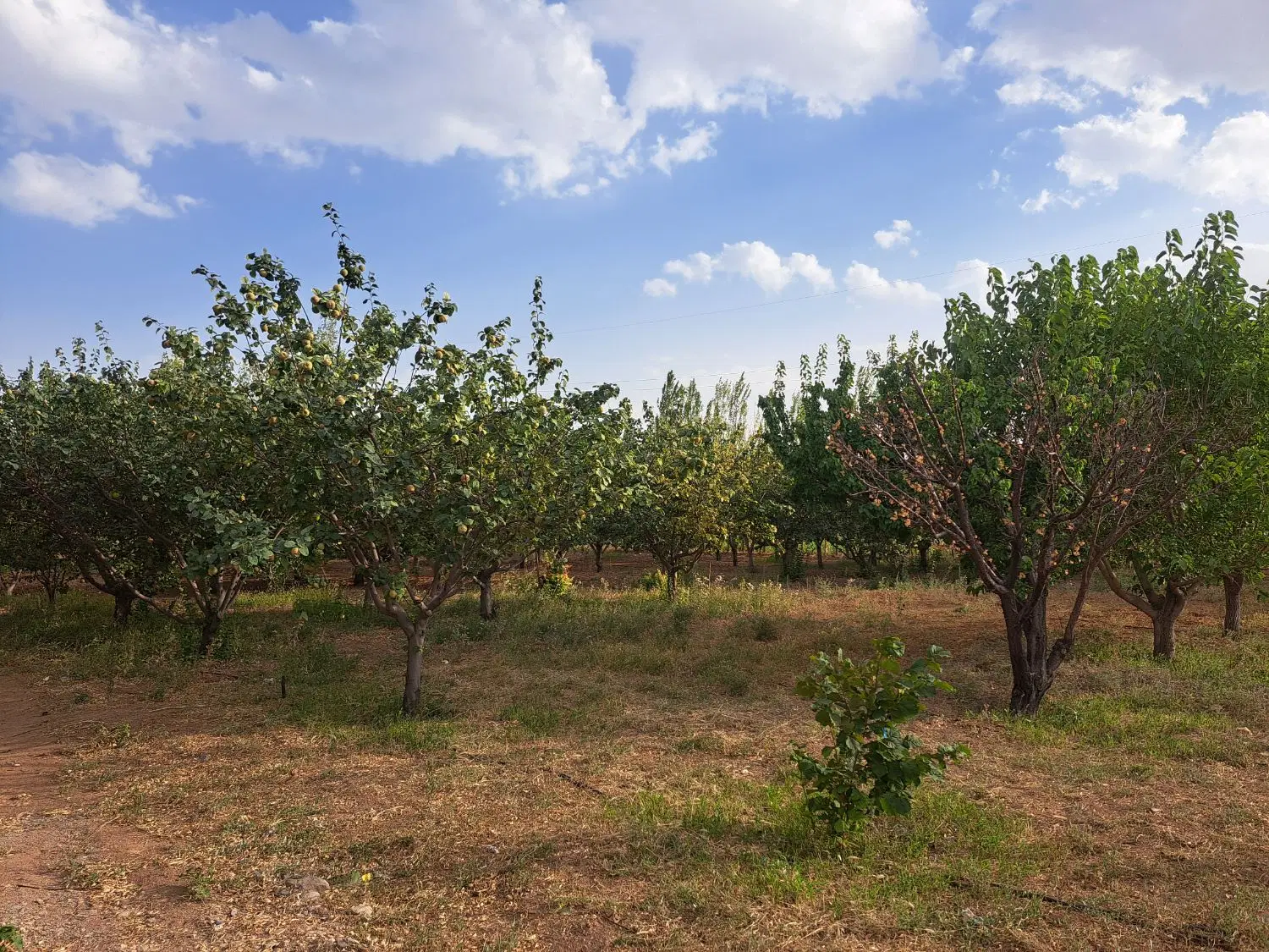 باغ نگاران