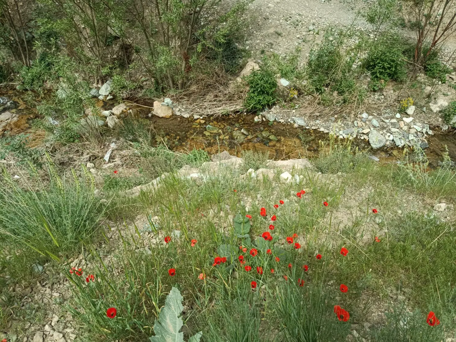 فروش ۴۵هتکار زمین کشاورزی دیم