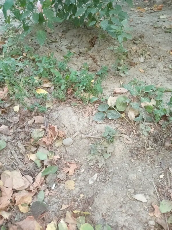 زمین کشاورزی، گلخانه، ویلایی