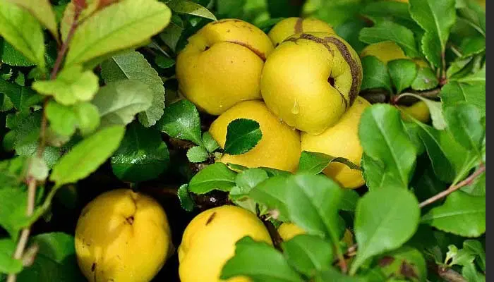 ۴۷ هکتار زمین کشاورزی تلمبه ۳۰ لیتر
