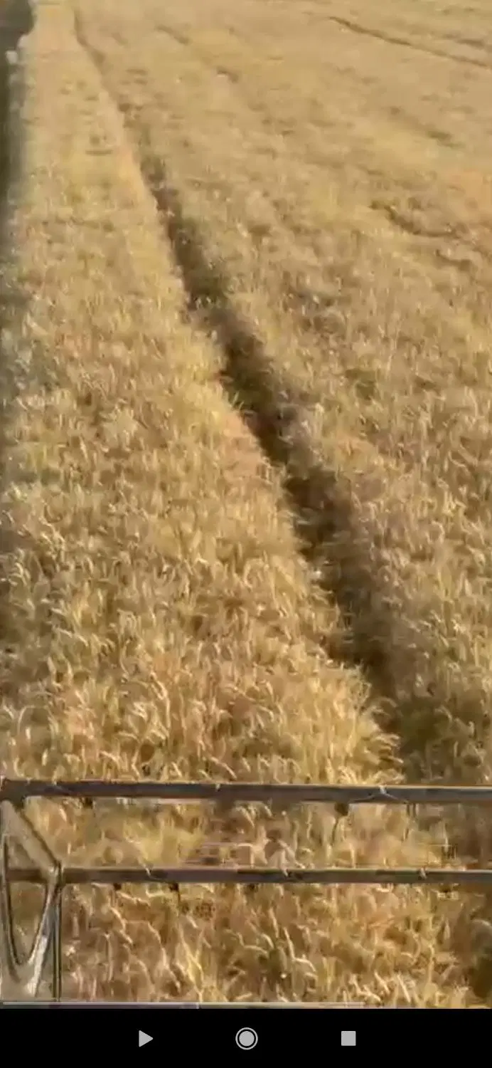اجاره ۱۵ هکتار زمین بارانی