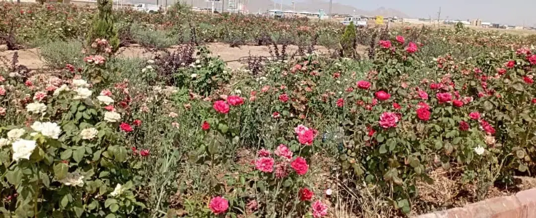 زمین باغی