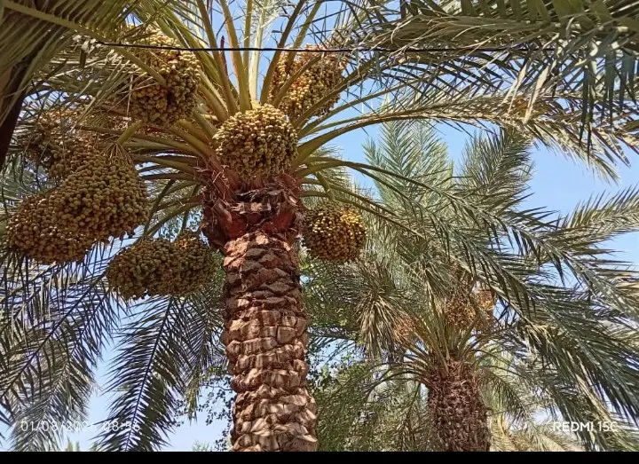 منزل مسکونی منیوحی نهر ابودیره