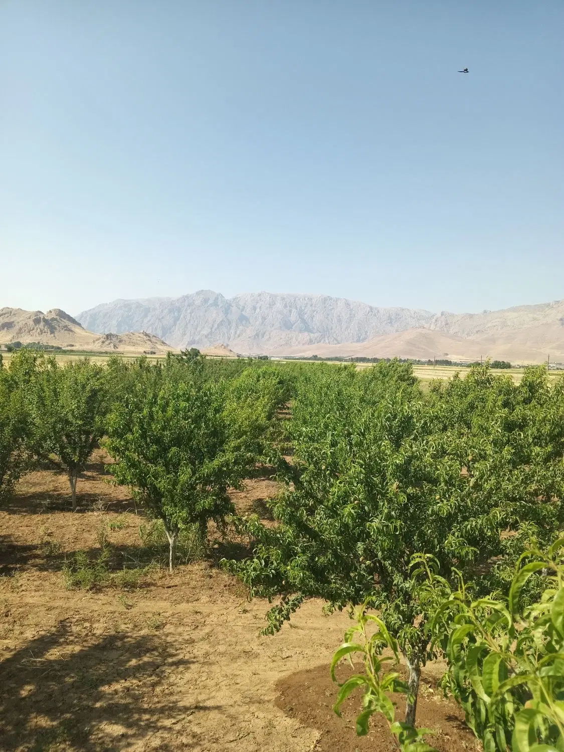۲۰۰۰متر باغ زیبا و مثمر