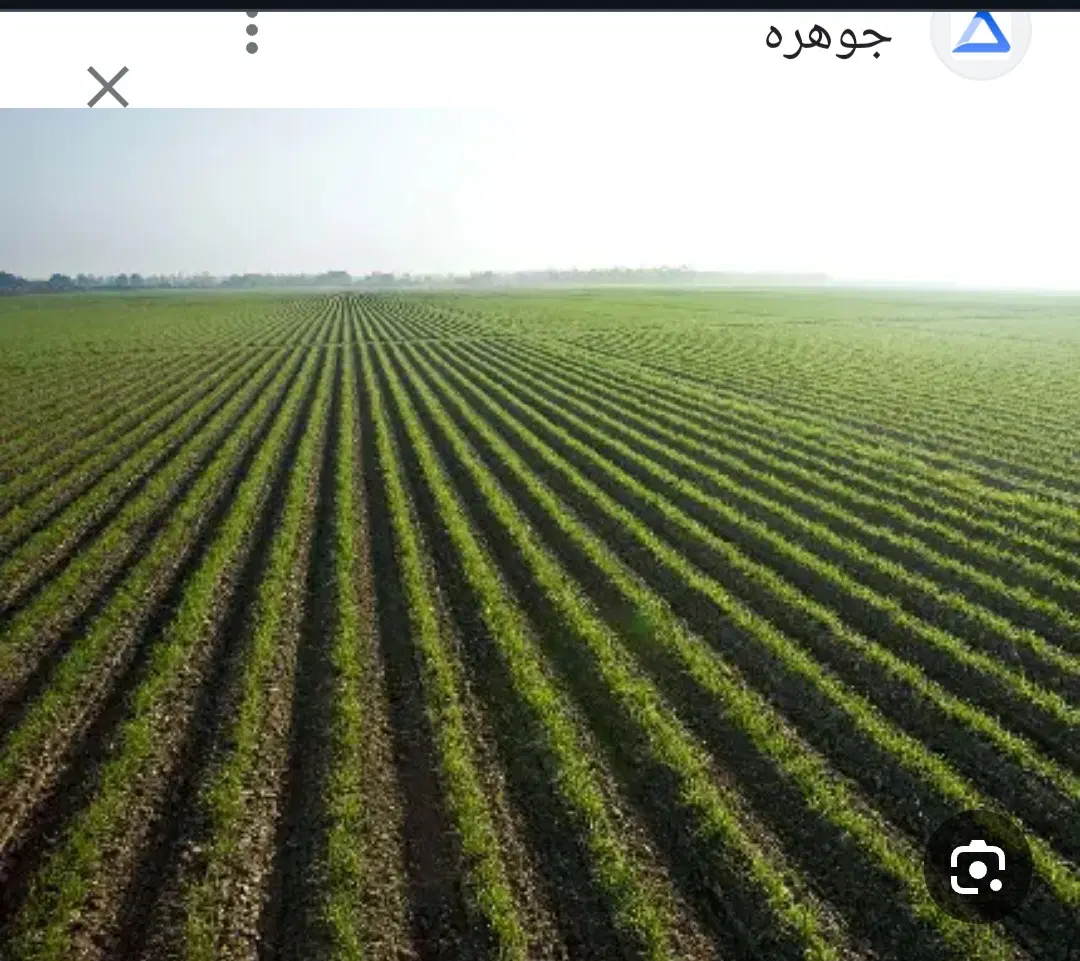 ۴ هکتا زمین آبی جهت کشت ذرت